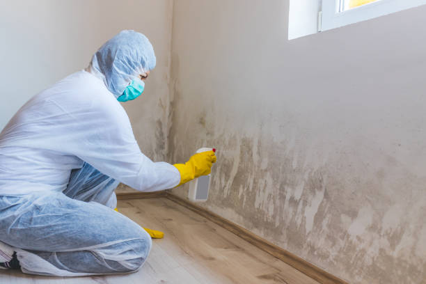 Licensed Mold Remediation service in Lakeside, OR - 24 Hour Mold Removal